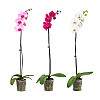 Blühende Phalaenopsis-Orchidee (1 Zweig)