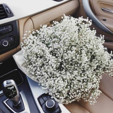 Gypsophila Charm