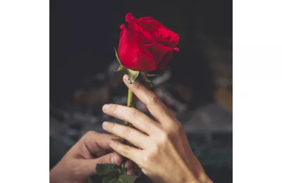 Cómo prolongar la frescura de las rosas en casa: consejos de La Flora