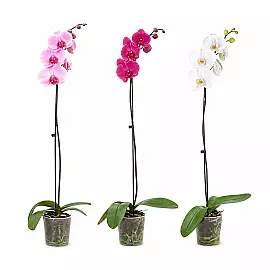 Orquídea phalaenopsis en flor (1 vara)