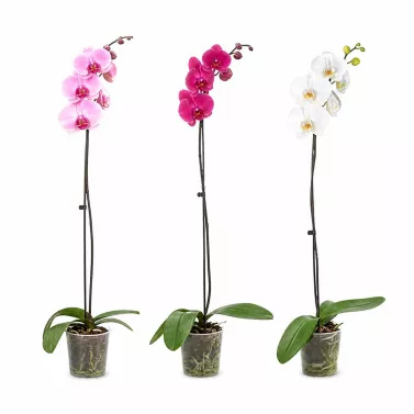 Orchidea phalaenopsis in fiore (1 ramo)