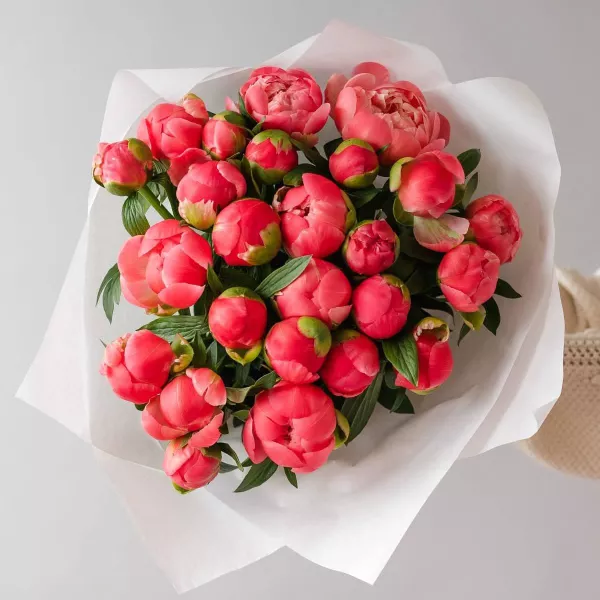Bouquet de 25 pivoines « Amour et tendresse »