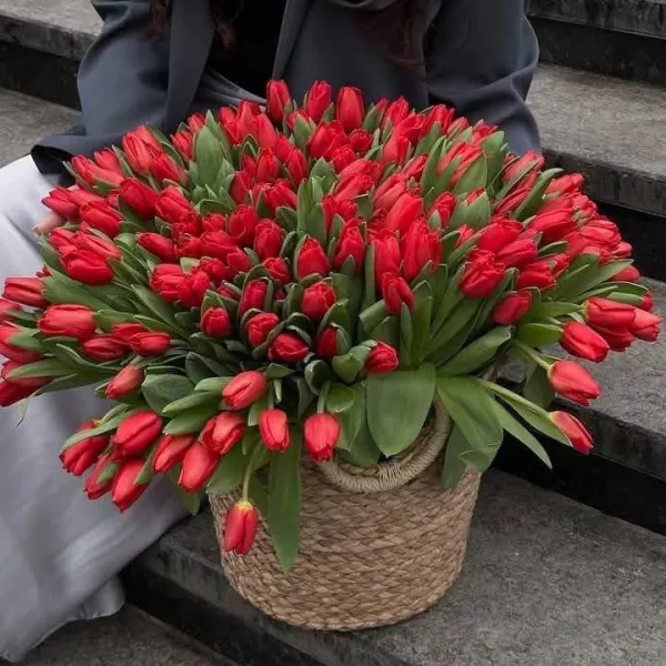 201 tulipanów w koszu – ekskluzywny bukiet na święto