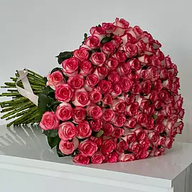 101 rosa rosa