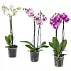 Blühende Phalaenopsis-Orchidee (2 Zweige)