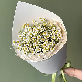 Strauß aus Tanacetum — Wiesenmargeriten