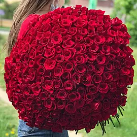 Buquê de 201 Rosas Vermelhas 60 cm