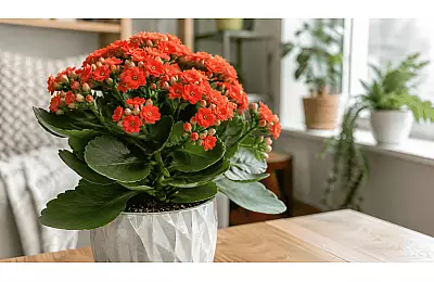 Kalanchoe Blossfeldiana – pielęgnacja, przesadzanie i sekrety długiego kwitnienia