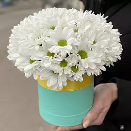 Композиція з 5 хризантем у коробці