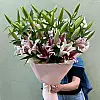 Изабелла